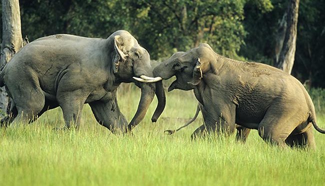 WHEN ELEPHANTS FIGHT, THE GRASS GETS TRAMPLED